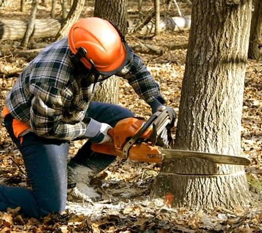 Tree Removal in Calvin, LA